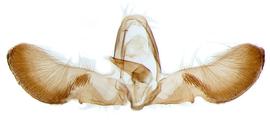  Male genitalia. © Chris Lewis. britishlepidoptera.weebly.com. Image used with permission. 
